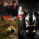 Illustration for article titled Wolfman Gets Down On All Fours To Bound Like Sabretooth